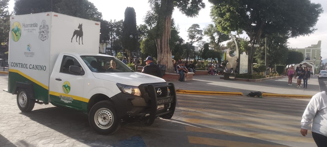 Brinda Clínica Biofilica Huamantla atención inmediata a perro gravemente atropellado